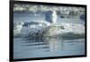 Bearded Seal Dives from Sea Ice in Hudson Bay, Nunavut, Canada-Paul Souders-Framed Photographic Print