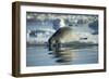 Bearded Seal Dives from Sea Ice in Hudson Bay, Nunavut, Canada-Paul Souders-Framed Photographic Print