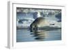 Bearded Seal Dives from Sea Ice in Hudson Bay, Nunavut, Canada-Paul Souders-Framed Photographic Print