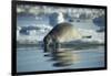 Bearded Seal Dives from Sea Ice in Hudson Bay, Nunavut, Canada-Paul Souders-Framed Photographic Print