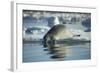 Bearded Seal Dives from Sea Ice in Hudson Bay, Nunavut, Canada-Paul Souders-Framed Photographic Print