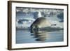 Bearded Seal Dives from Sea Ice in Hudson Bay, Nunavut, Canada-Paul Souders-Framed Photographic Print