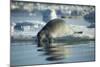 Bearded Seal Dives from Sea Ice in Hudson Bay, Nunavut, Canada-Paul Souders-Mounted Photographic Print