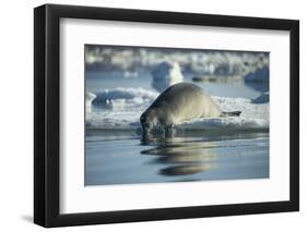 Bearded Seal Dives from Sea Ice in Hudson Bay, Nunavut, Canada-Paul Souders-Framed Photographic Print