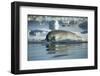 Bearded Seal Dives from Sea Ice in Hudson Bay, Nunavut, Canada-Paul Souders-Framed Photographic Print