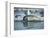 Bearded Seal Dives from Sea Ice in Hudson Bay, Nunavut, Canada-Paul Souders-Framed Photographic Print