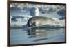 Bearded Seal Dives from Sea Ice in Hudson Bay, Nunavut, Canada-Paul Souders-Framed Photographic Print