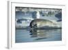 Bearded Seal Dives from Sea Ice in Hudson Bay, Nunavut, Canada-Paul Souders-Framed Photographic Print