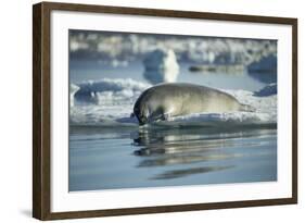 Bearded Seal Dives from Sea Ice in Hudson Bay, Nunavut, Canada-Paul Souders-Framed Photographic Print