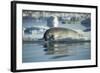 Bearded Seal Dives from Sea Ice in Hudson Bay, Nunavut, Canada-Paul Souders-Framed Photographic Print