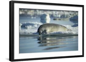 Bearded Seal Dives from Sea Ice in Hudson Bay, Nunavut, Canada-Paul Souders-Framed Photographic Print