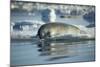 Bearded Seal Dives from Sea Ice in Hudson Bay, Nunavut, Canada-Paul Souders-Mounted Photographic Print