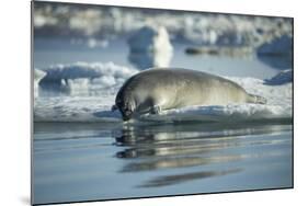 Bearded Seal Dives from Sea Ice in Hudson Bay, Nunavut, Canada-Paul Souders-Mounted Photographic Print