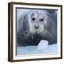 Bearded Seal (Erignathus Barbatus) Hauled Out On Ice, Spitsbergen, Svalbard, Norway, September-Staffan Widstrand-Framed Photographic Print