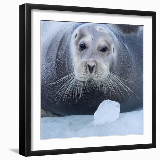 Bearded Seal (Erignathus Barbatus) Hauled Out On Ice, Spitsbergen, Svalbard, Norway, September-Staffan Widstrand-Framed Photographic Print