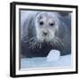 Bearded Seal (Erignathus Barbatus) Hauled Out On Ice, Spitsbergen, Svalbard, Norway, September-Staffan Widstrand-Framed Photographic Print