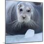 Bearded Seal (Erignathus Barbatus) Hauled Out On Ice, Spitsbergen, Svalbard, Norway, September-Staffan Widstrand-Mounted Photographic Print