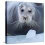 Bearded Seal (Erignathus Barbatus) Hauled Out On Ice, Spitsbergen, Svalbard, Norway, September-Staffan Widstrand-Stretched Canvas