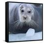 Bearded Seal (Erignathus Barbatus) Hauled Out On Ice, Spitsbergen, Svalbard, Norway, September-Staffan Widstrand-Framed Stretched Canvas