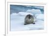 Bearded Seal (Erignathus barbatus) laying on pack ice, Spitsbergen Island, Svalbard Archipelago, Ar-G&M Therin-Weise-Framed Photographic Print