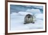 Bearded Seal (Erignathus barbatus) laying on pack ice, Spitsbergen Island, Svalbard Archipelago, Ar-G&M Therin-Weise-Framed Photographic Print