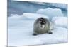 Bearded Seal (Erignathus barbatus) laying on pack ice, Spitsbergen Island, Svalbard Archipelago, Ar-G&M Therin-Weise-Mounted Photographic Print