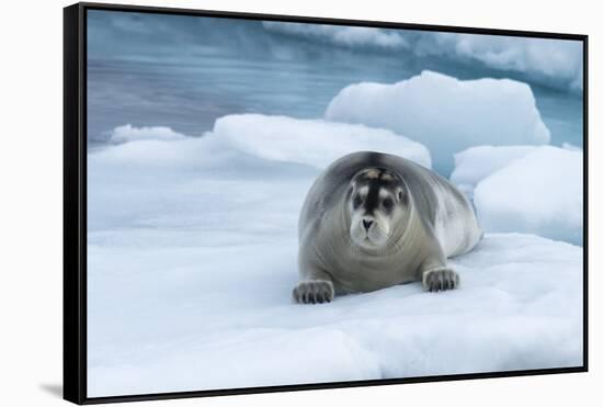 Bearded Seal (Erignathus barbatus) laying on pack ice, Spitsbergen Island, Svalbard Archipelago, Ar-G&M Therin-Weise-Framed Stretched Canvas