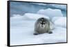 Bearded Seal (Erignathus barbatus) laying on pack ice, Spitsbergen Island, Svalbard Archipelago, Ar-G&M Therin-Weise-Framed Stretched Canvas