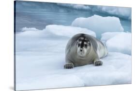 Bearded Seal (Erignathus barbatus) laying on pack ice, Spitsbergen Island, Svalbard Archipelago, Ar-G&M Therin-Weise-Stretched Canvas