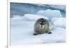 Bearded Seal (Erignathus barbatus) laying on pack ice, Spitsbergen Island, Svalbard Archipelago, Ar-G&M Therin-Weise-Framed Photographic Print