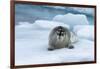 Bearded Seal (Erignathus barbatus) laying on pack ice, Spitsbergen Island, Svalbard Archipelago, Ar-G&M Therin-Weise-Framed Photographic Print