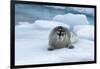 Bearded Seal (Erignathus barbatus) laying on pack ice, Spitsbergen Island, Svalbard Archipelago, Ar-G&M Therin-Weise-Framed Photographic Print