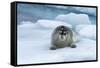 Bearded Seal (Erignathus barbatus) laying on pack ice, Spitsbergen Island, Svalbard Archipelago, Ar-G&M Therin-Weise-Framed Stretched Canvas