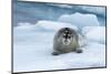 Bearded Seal (Erignathus barbatus) laying on pack ice, Spitsbergen Island, Svalbard Archipelago, Ar-G&M Therin-Weise-Mounted Photographic Print