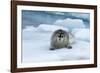 Bearded Seal (Erignathus barbatus) laying on pack ice, Spitsbergen Island, Svalbard Archipelago, Ar-G&M Therin-Weise-Framed Photographic Print