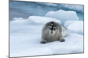 Bearded Seal (Erignathus barbatus) laying on pack ice, Spitsbergen Island, Svalbard Archipelago, Ar-G&M Therin-Weise-Mounted Photographic Print