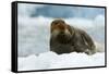 Bearded Seal (Erignathus Barbatus) Portrait, Svalbard, Norway, June 2008-de la-Framed Stretched Canvas