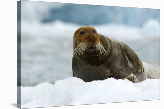 Bearded Seal (Erignathus Barbatus) Portrait, Svalbard, Norway, June 2008-de la-Stretched Canvas