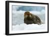 Bearded Seal (Erignathus Barbatus) Portrait, Svalbard, Norway, June 2008-de la-Framed Photographic Print