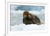 Bearded Seal (Erignathus Barbatus) Portrait, Svalbard, Norway, June 2008-de la-Framed Photographic Print