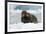 Bearded Seal (Erignathus Barbatus) Portrait, Svalbard, Norway, June 2008-de la-Framed Photographic Print