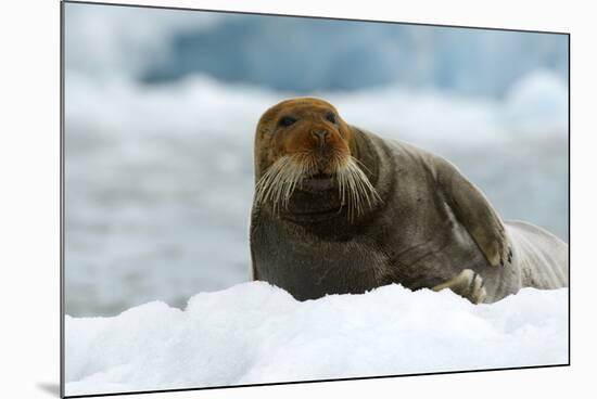 Bearded Seal (Erignathus Barbatus) Portrait, Svalbard, Norway, June 2008-de la-Mounted Photographic Print