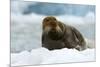 Bearded Seal (Erignathus Barbatus) Portrait, Svalbard, Norway, June 2008-de la-Mounted Photographic Print