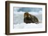 Bearded Seal (Erignathus Barbatus) Portrait, Svalbard, Norway, June 2008-de la-Framed Photographic Print