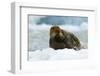 Bearded Seal (Erignathus Barbatus) Portrait, Svalbard, Norway, June 2008-de la-Framed Photographic Print