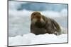 Bearded Seal (Erignathus Barbatus) Portrait, Svalbard, Norway, June 2008-de la-Mounted Photographic Print