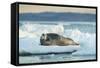 Bearded Seal, Nunavut Territory, Canadabearded Seal on Sea Ice in Hudson Bay, Nunavut, Canada-Paul Souders-Framed Stretched Canvas