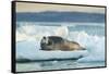 Bearded Seal, Nunavut Territory, Canadabearded Seal on Sea Ice in Hudson Bay, Nunavut, Canada-Paul Souders-Framed Stretched Canvas