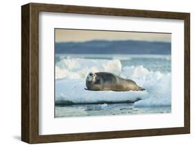 Bearded Seal, Nunavut Territory, Canadabearded Seal on Sea Ice in Hudson Bay, Nunavut, Canada-Paul Souders-Framed Photographic Print