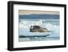 Bearded Seal, Nunavut Territory, Canadabearded Seal on Sea Ice in Hudson Bay, Nunavut, Canada-Paul Souders-Framed Photographic Print